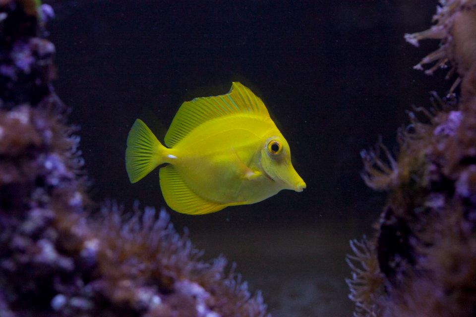 Yellow Tang